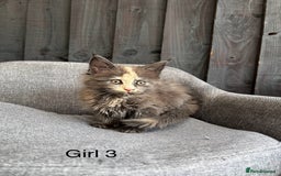 Maine Coon cats for sale: Maine coon girls - Image 2