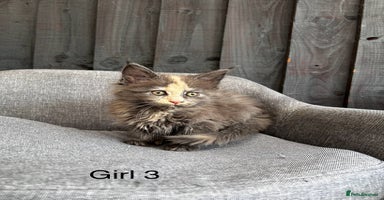 Maine Coon cats - Advert 5