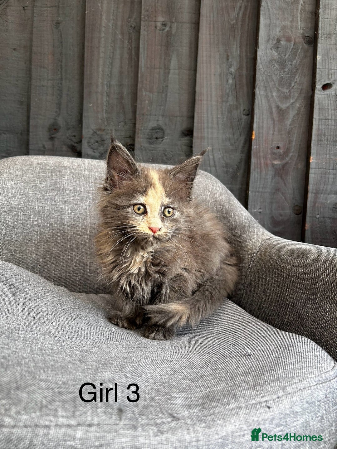 Maine Coon cats for sale: Maine coon girls - Image 2