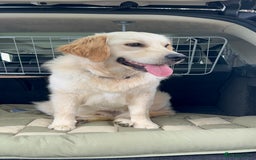 Golden Retriever dogs for sale: Handsome 10 month old Golden Retriever. in Slough - Image 9
