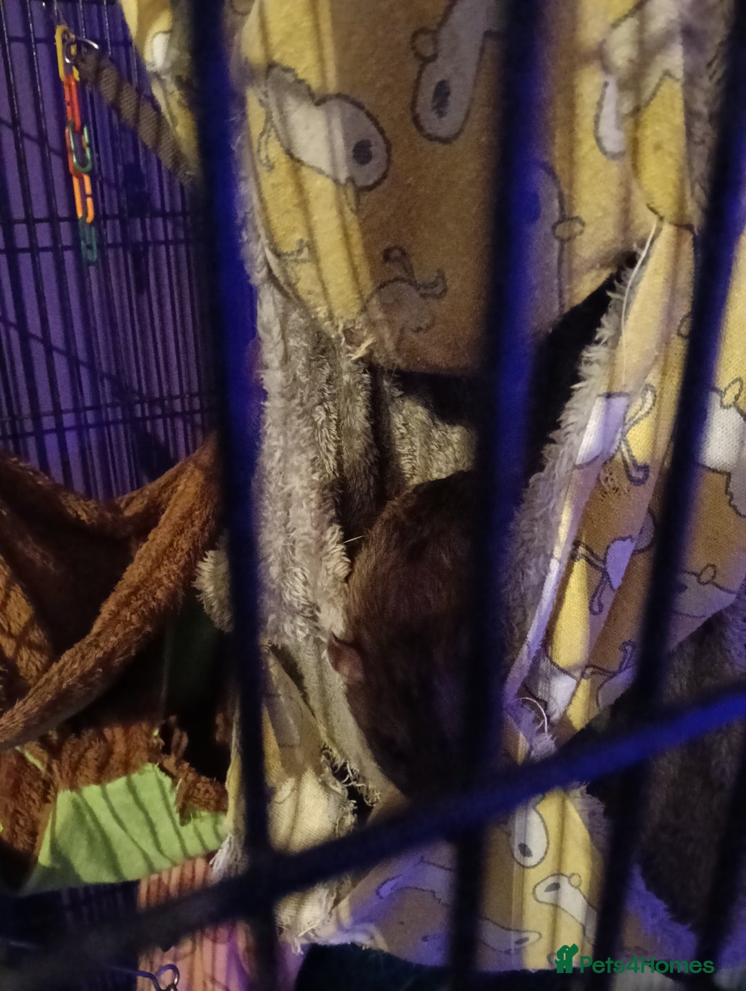 Rat rodents for sale: 4 loving male rats - Image 2