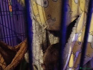 Rat rodents - Advert 15