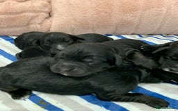 Cockapoo dogs for sale: F1 & F1b puppies. Health tested.  - Image 5