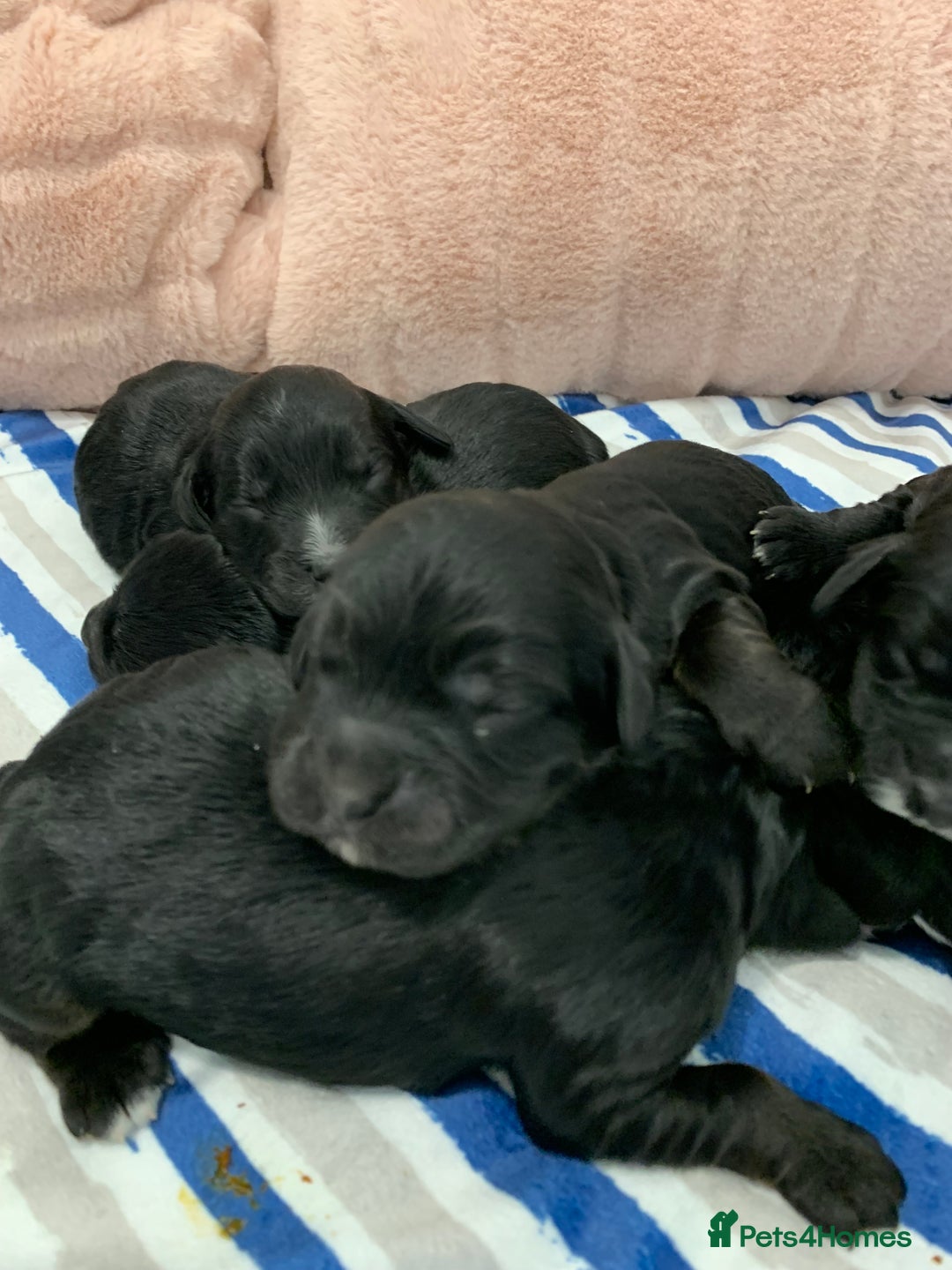 Cockapoo dogs for sale: F1 & F1b puppies. Health tested.  - Image 5
