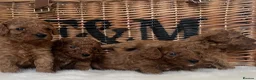 Cavapoo dogs for sale: Stunning deep red TOY cavapoo pups - Advert 35