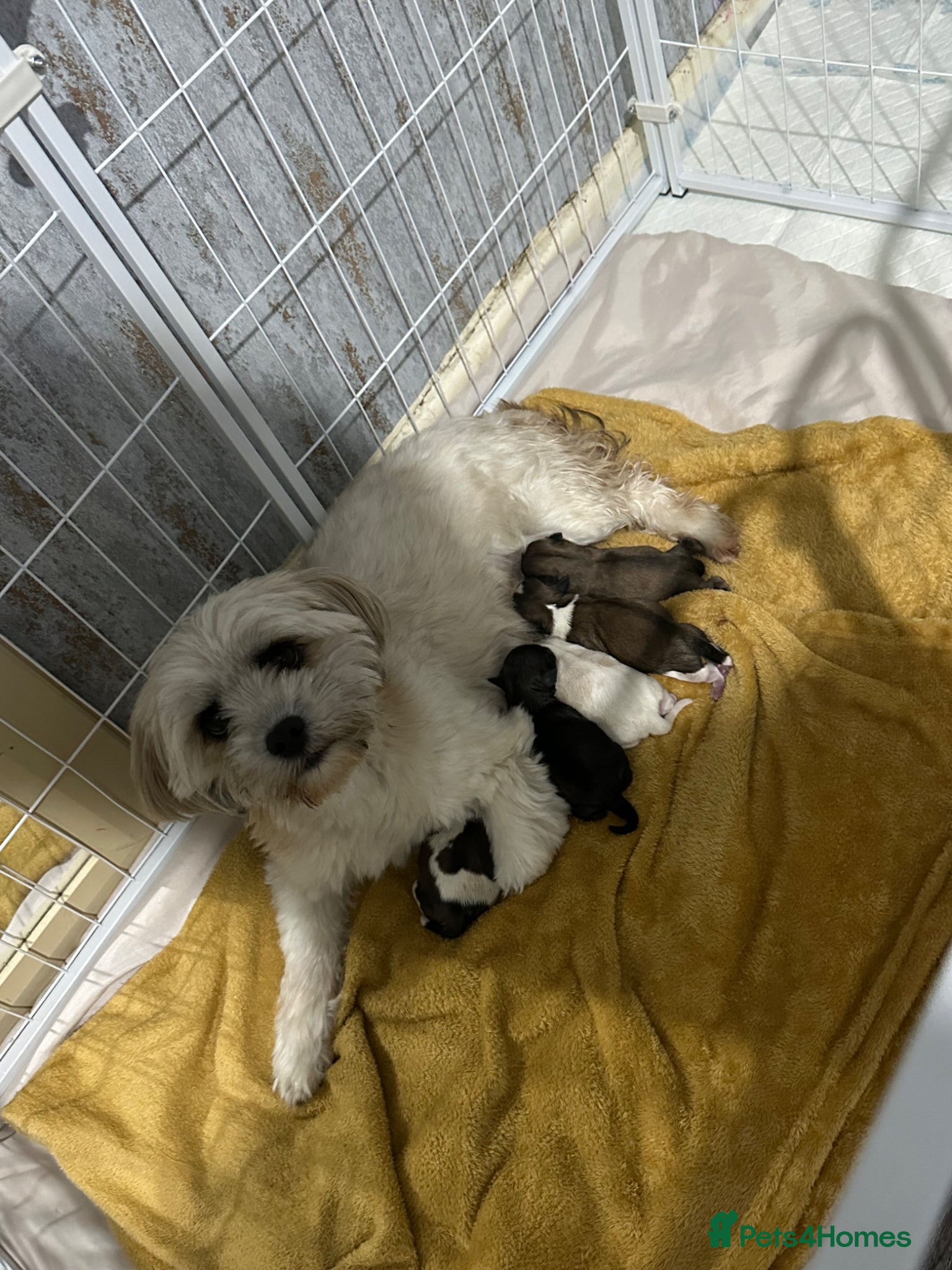 Shih Tzu dogs Imperial Shih Tzu X Shorkie Puppies!! - Advert 3