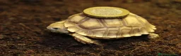 Tortoise reptiles for sale: BABY SULCATAS & SET UPS - Advert 10