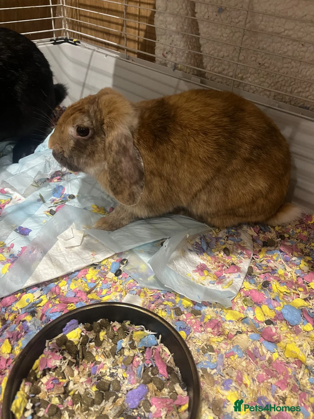 Mixed Breed rabbits for sale: Dumbo and Thumber  in Tadworth - Advert 4
