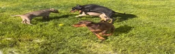 Dobermann dogs for sale: Doberman kennel club registered  - Advert 13