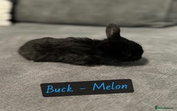 Mini Lop rabbits for sale: PURE BREED BABY MINI LOPS - Image 4