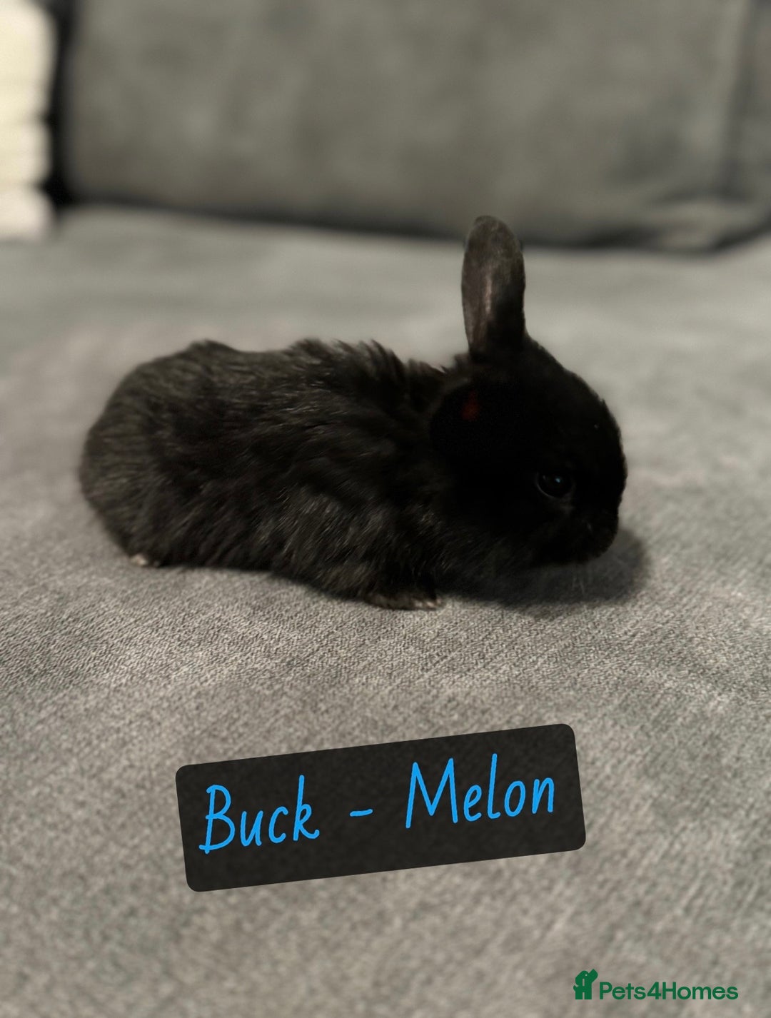 Mini Lop rabbits for sale: PURE BREED BABY MINI LOPS - Image 4