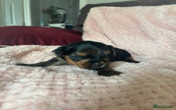 Yorkshire Terrier dogs for sale: Miniature Yorkshire Terrier Puppies  - Image 14