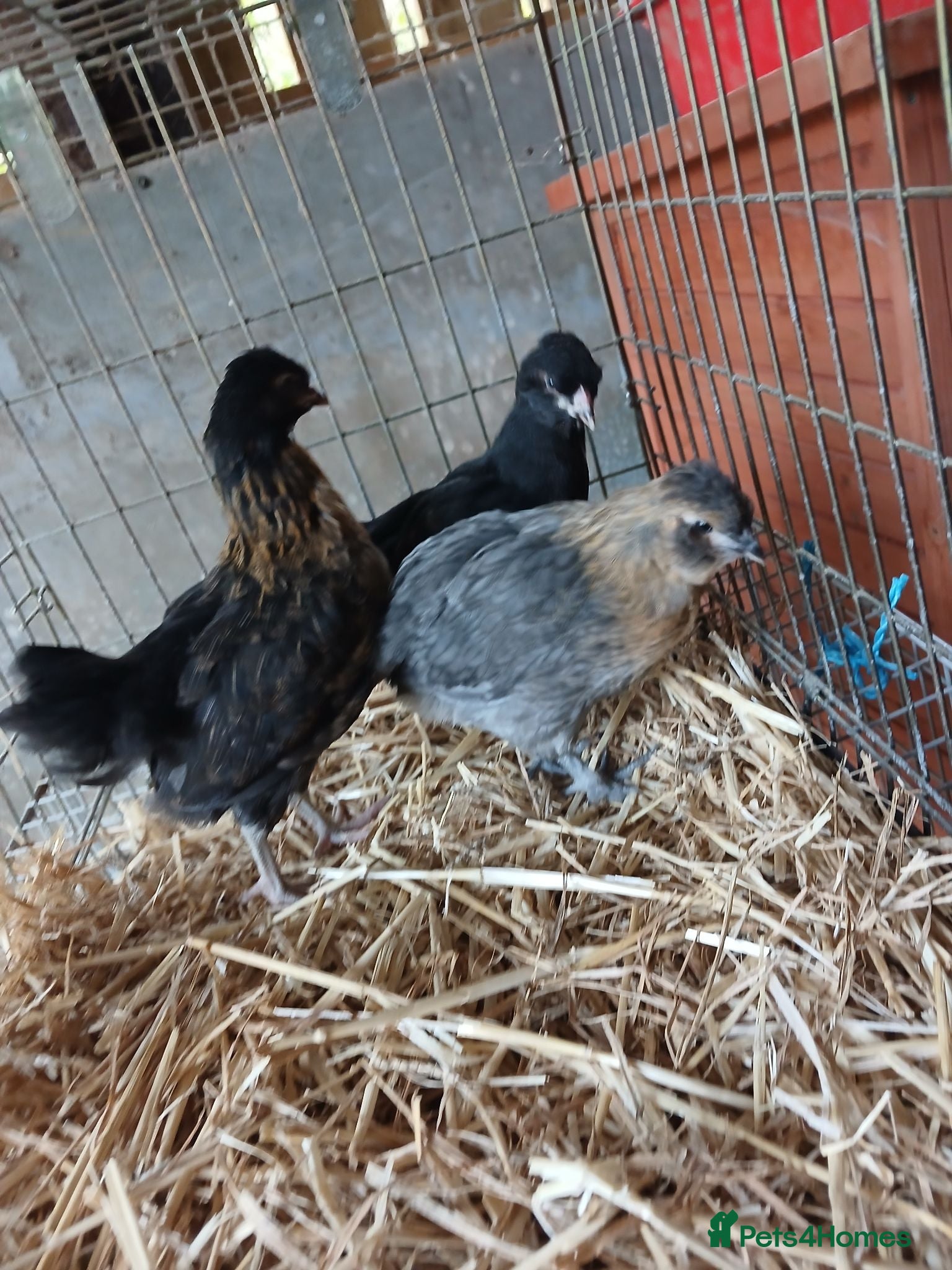 Chickens poultry Hybrid chicks  - Advert 1