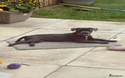Mixed Breed dogs for sale: Blue staff cross French bulldog! - Image 4