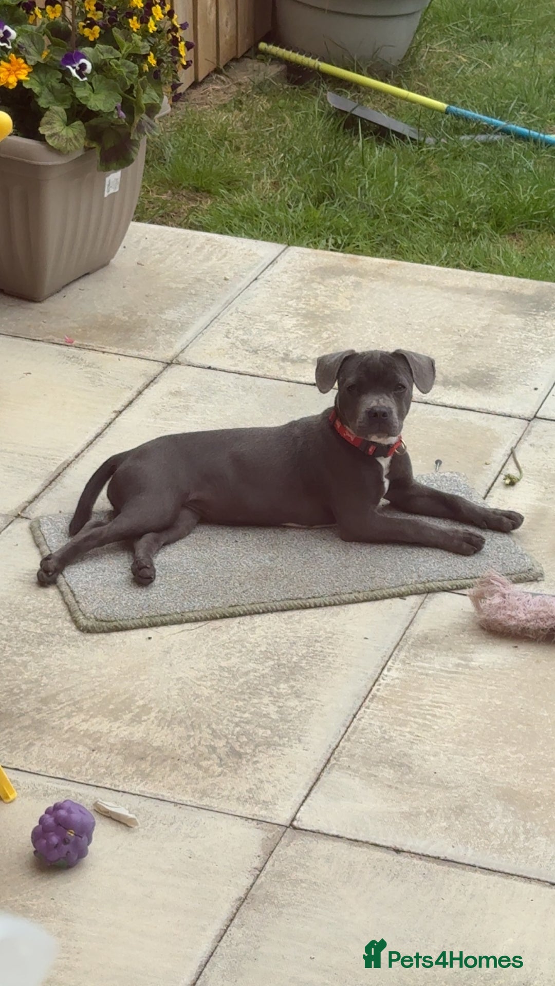 Mixed Breed dogs for sale: Blue staff cross French bulldog! - Image 4