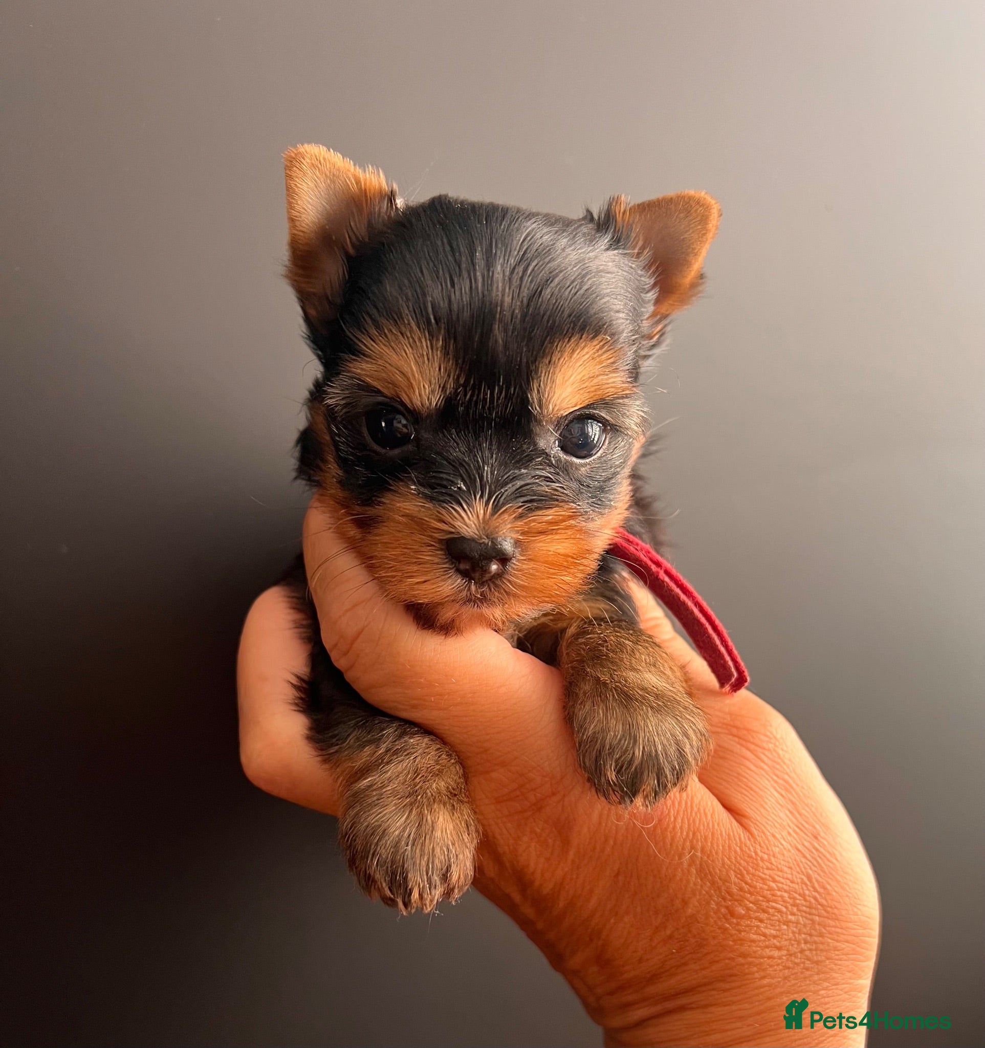 Yorkshire Terrier dogs ❣️ Beautiful Miniature Yorkshire Terrier Puppies❣️ - Advert 3
