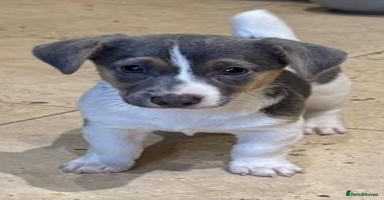 Jack Russell dogs - Advert 13