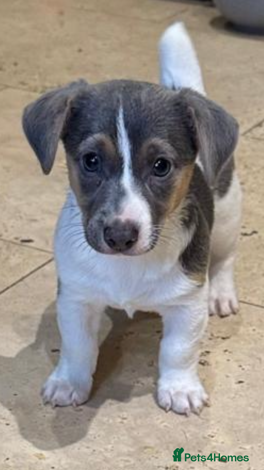 Jack Russell dogs for sale: Blue & white female Jack Russell  - Image 2