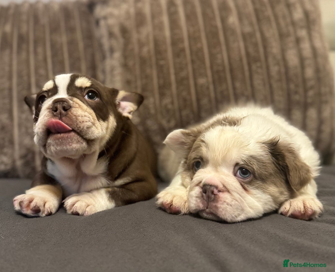 Mixed Breed dogs for sale: Bulldog puppies  - Advert 20
