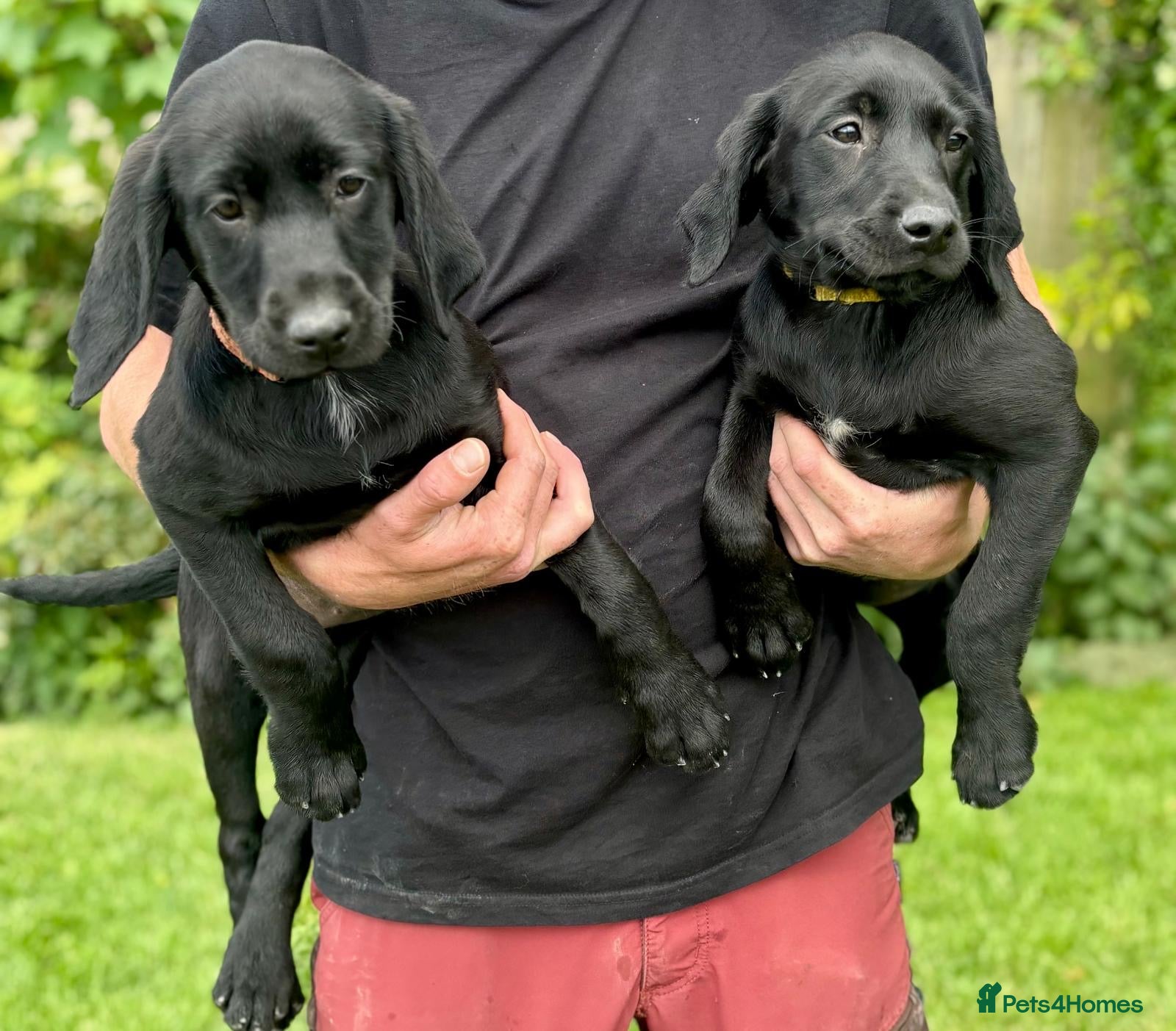 Springador dogs F1 Springador Puppies - Advert 1