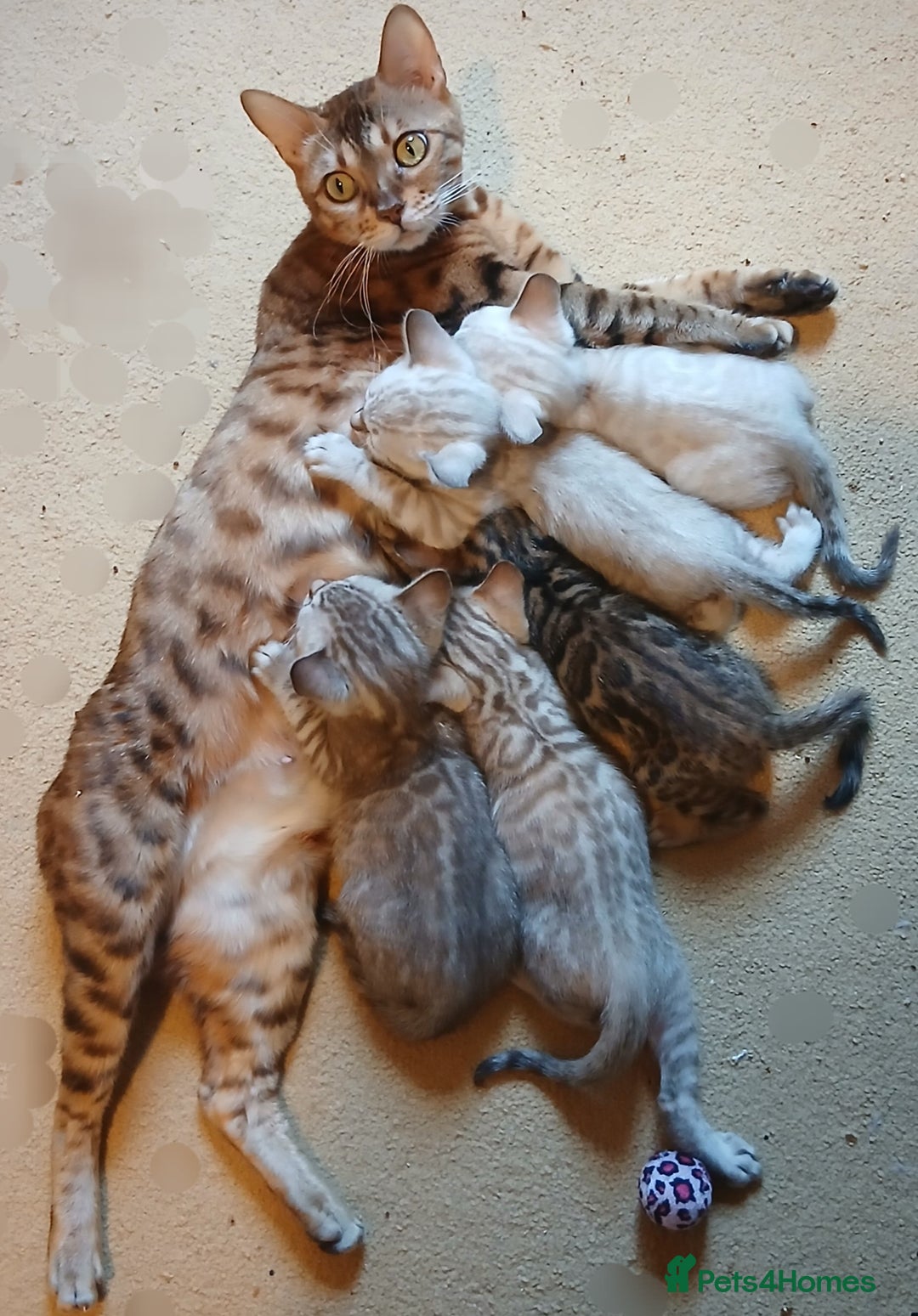 Bengal cats for sale: TICA Family-raised Bengal Kittens Vet Checked - Image 7