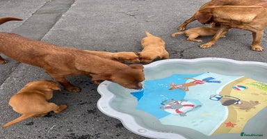 Labrador Retriever dogs - Advert 10