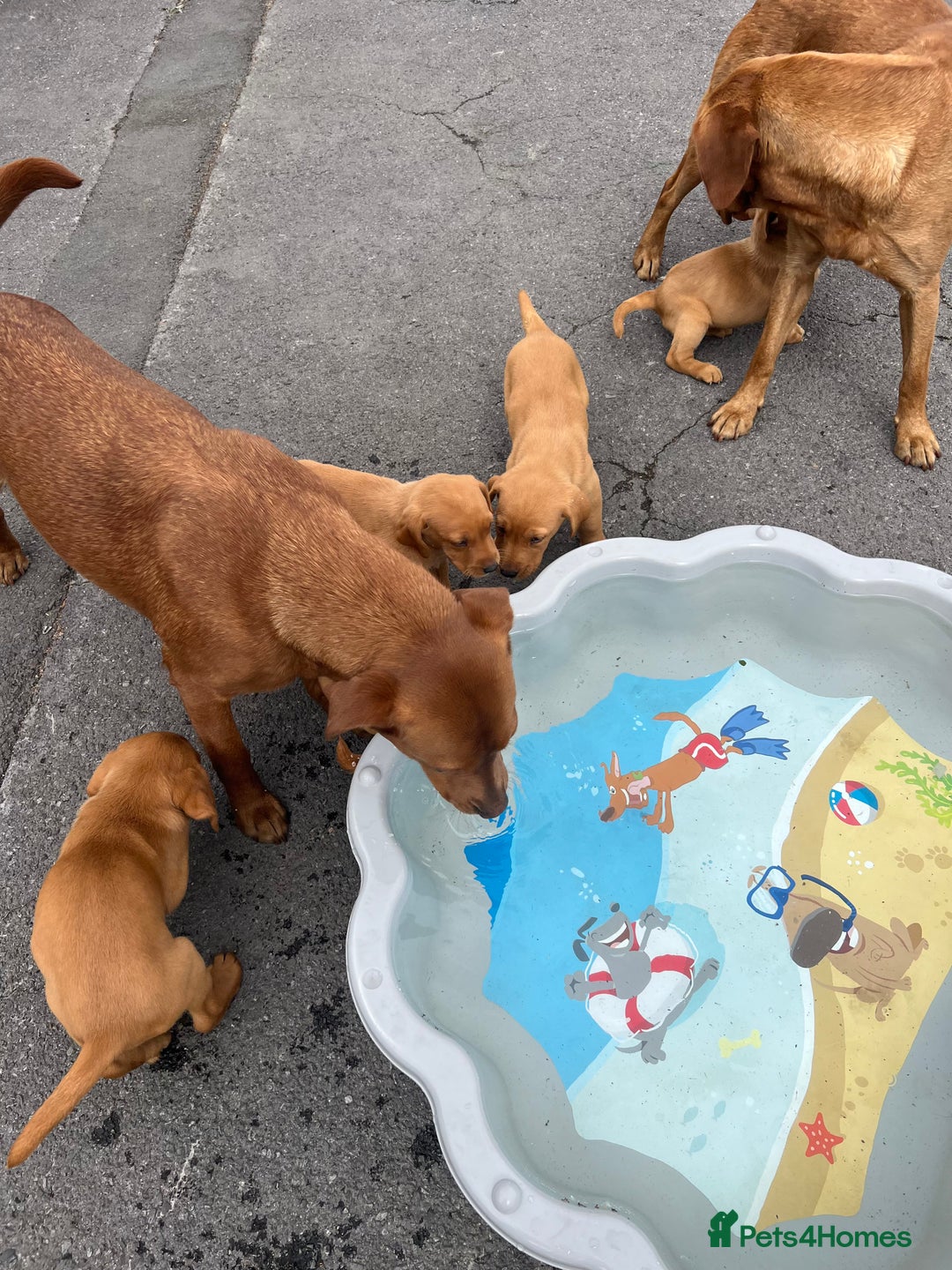 Labrador Retriever dogs for sale: Last 2 lab pups kc/ health tested parents  - Image 3