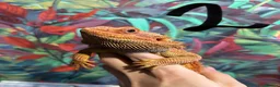Bearded Dragon reptiles for sale: Bearded dragons - Advert 6