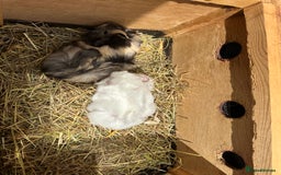 Guinea Pig rodents for sale: 2 pretty baby guinea pigs looking homes. - Image 13
