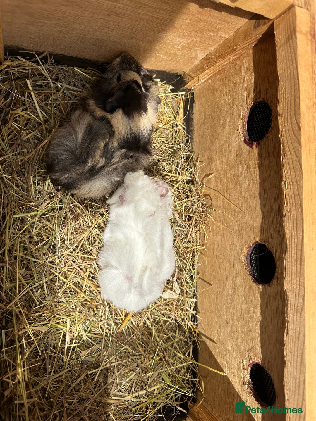 Guinea Pig rodents for sale: 2 pretty baby guinea pigs looking homes. - Image 13
