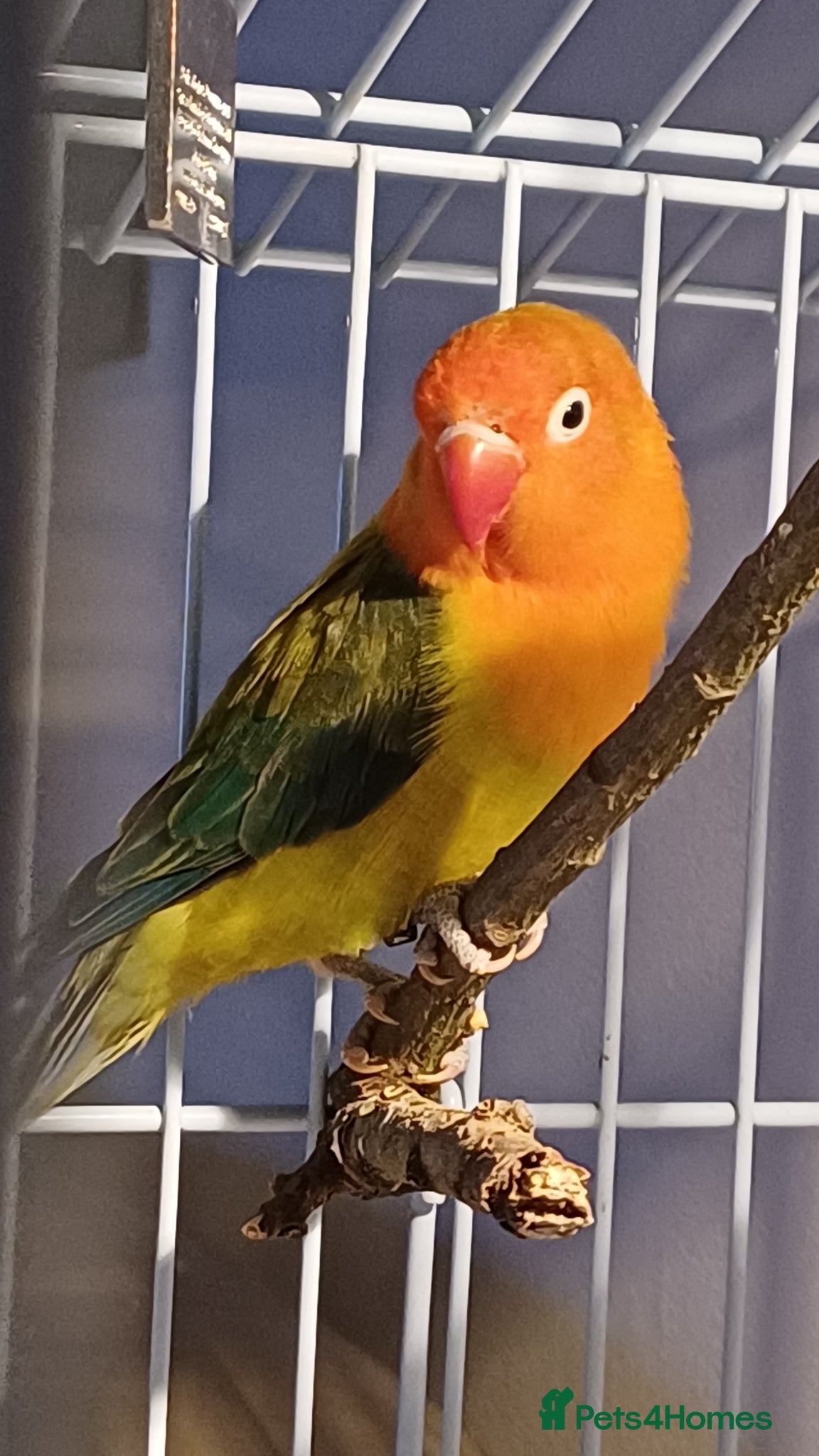 Lovebirds birds Lovebird and cage - Advert 2