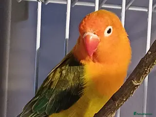 Lovebirds birds Lovebird and cage - Advert 5