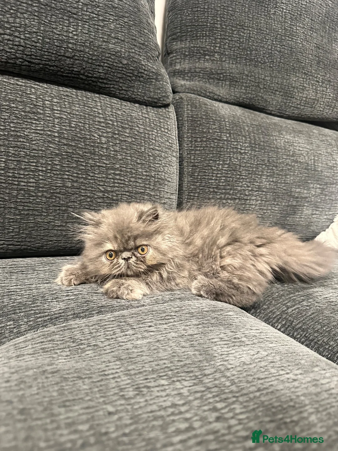 Persian cats for sale: Beautiful Persian Girl  - Advert 19