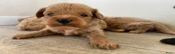 Cavapoo dogs for sale: F1 Health Tested Cavapoo Puppies  in Bridgnorth - Advert 9