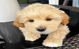 Maltipoo dogs for sale: Adorable Maltipoo  - Image 25
