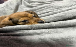 Mixed Breed dogs for sale: Beautiful female puppy.  - Image 10