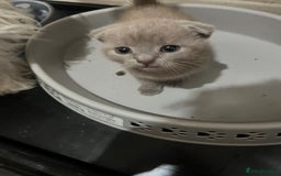 Scottish Fold cats for sale: Scottish fold kittens for sale  - Image 8