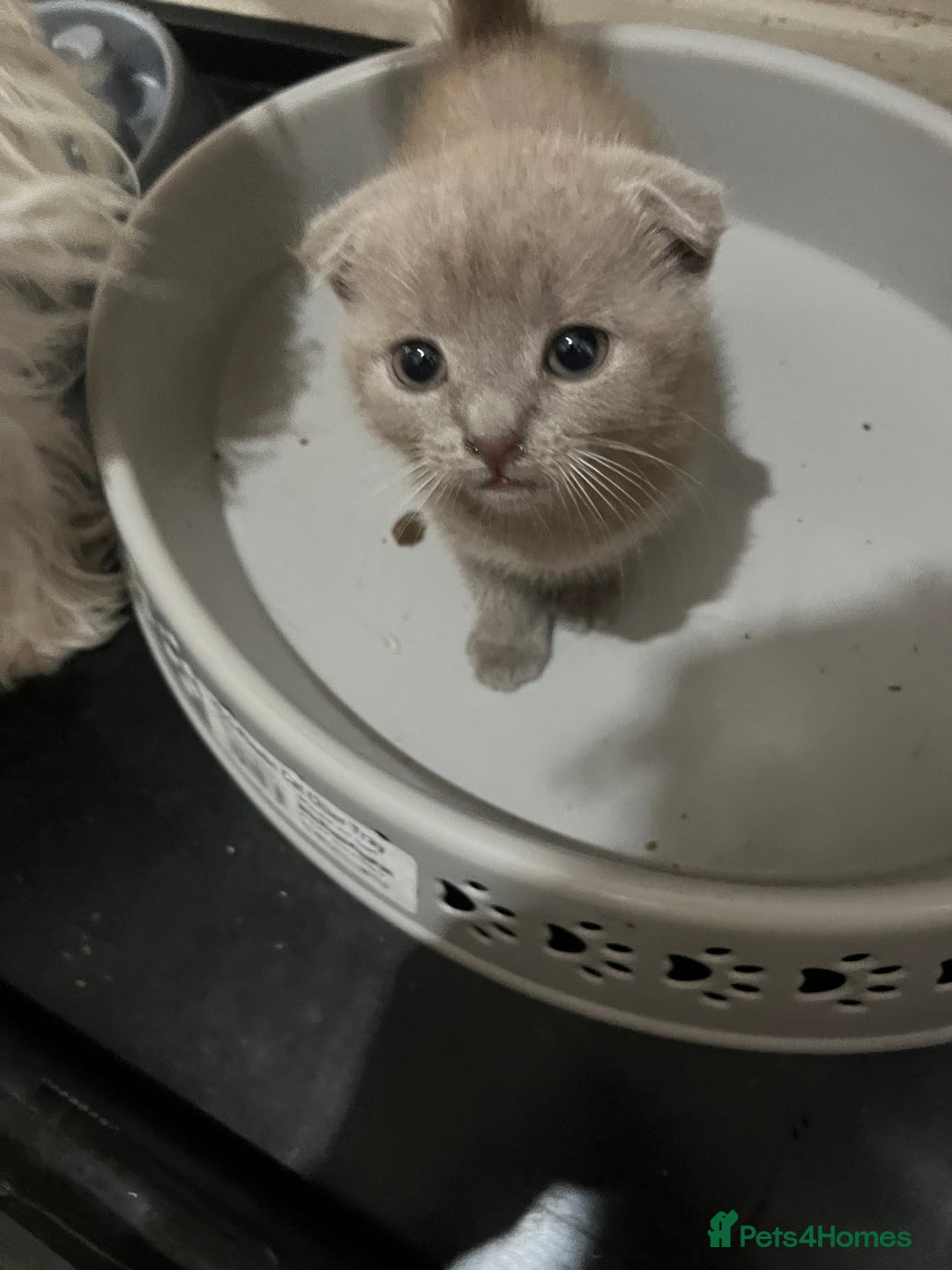 Scottish Fold cats for sale: Scottish fold kittens for sale  - Image 8