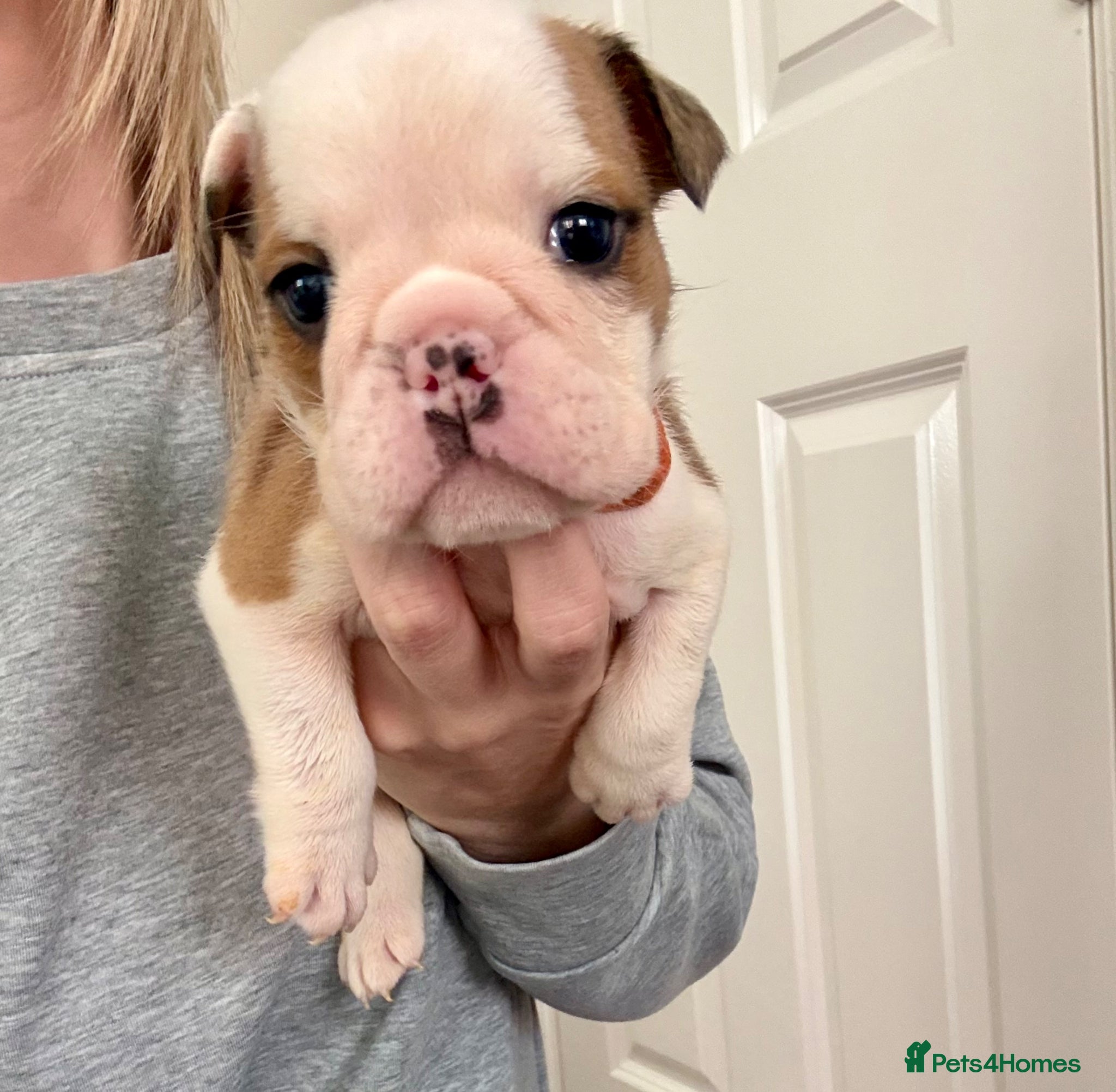 English Bulldog dogs 🐾 KC REG ENGLISH BULLDOG PUPPIES READY SOON🐾 - Advert 1