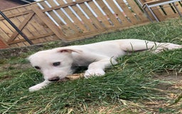 Lurcher dogs for sale: White Lurchers  - Image 13