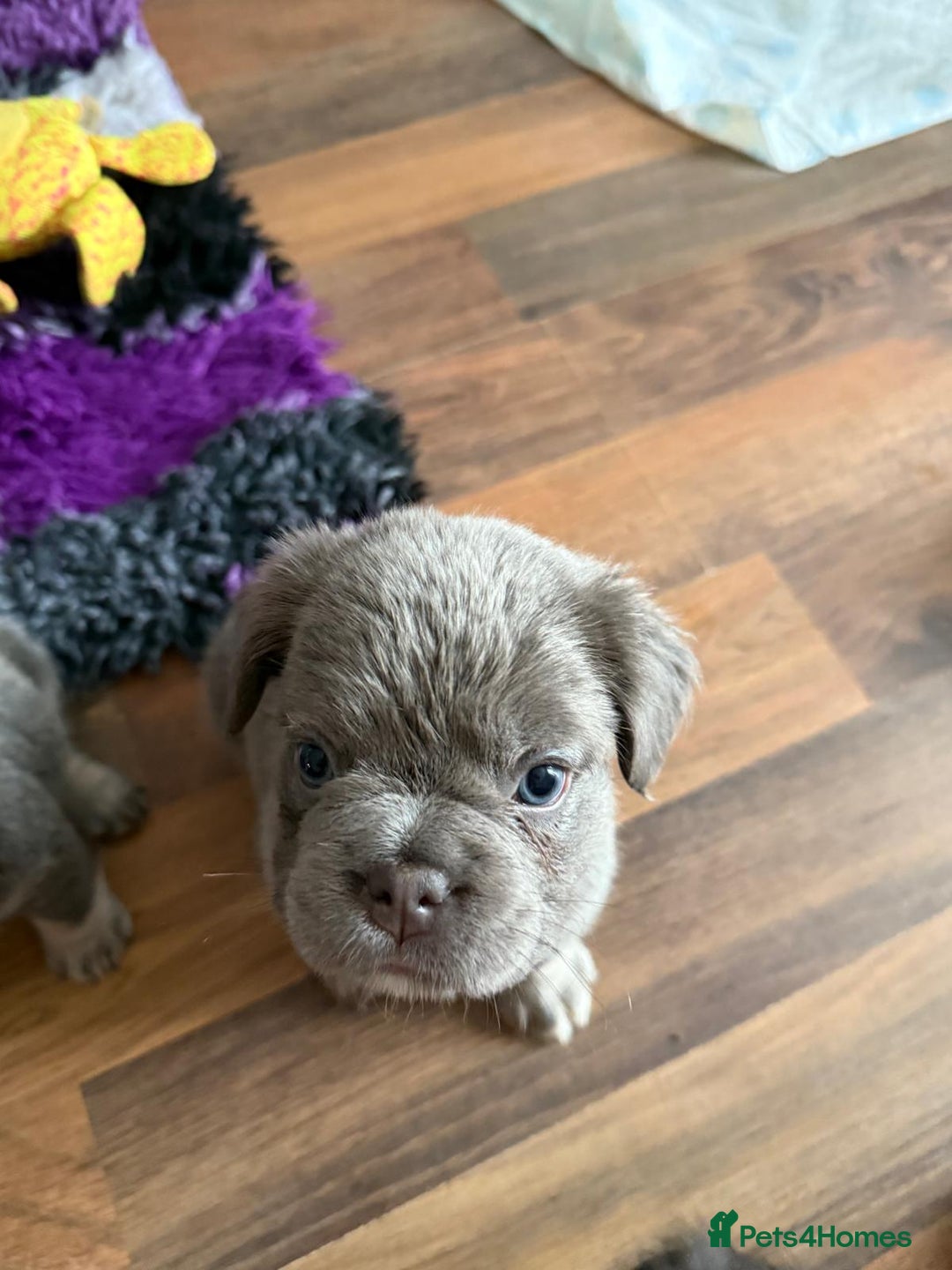 French Bulldog dogs for sale: Fluffy French bulldog pups for sale - Image 5