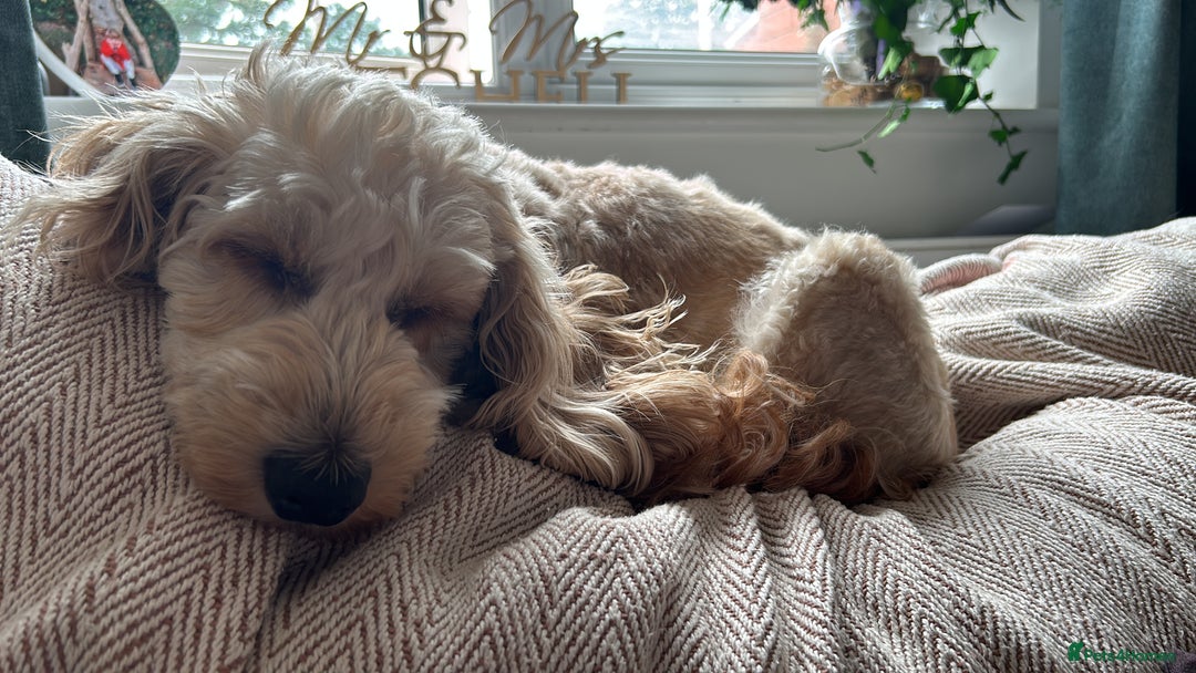 Cavapoo dogs for sale: DNA & HEALTH TESTED- F2b Cavapoo Puppies Expected  - Image 7