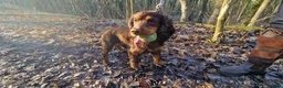 Cocker Spaniel dogs for sale: Teddy - Advert 4