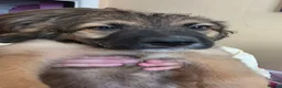 Mixed Breed dogs for sale: Adorable pups - AVAILABLE NOW - Advert 2