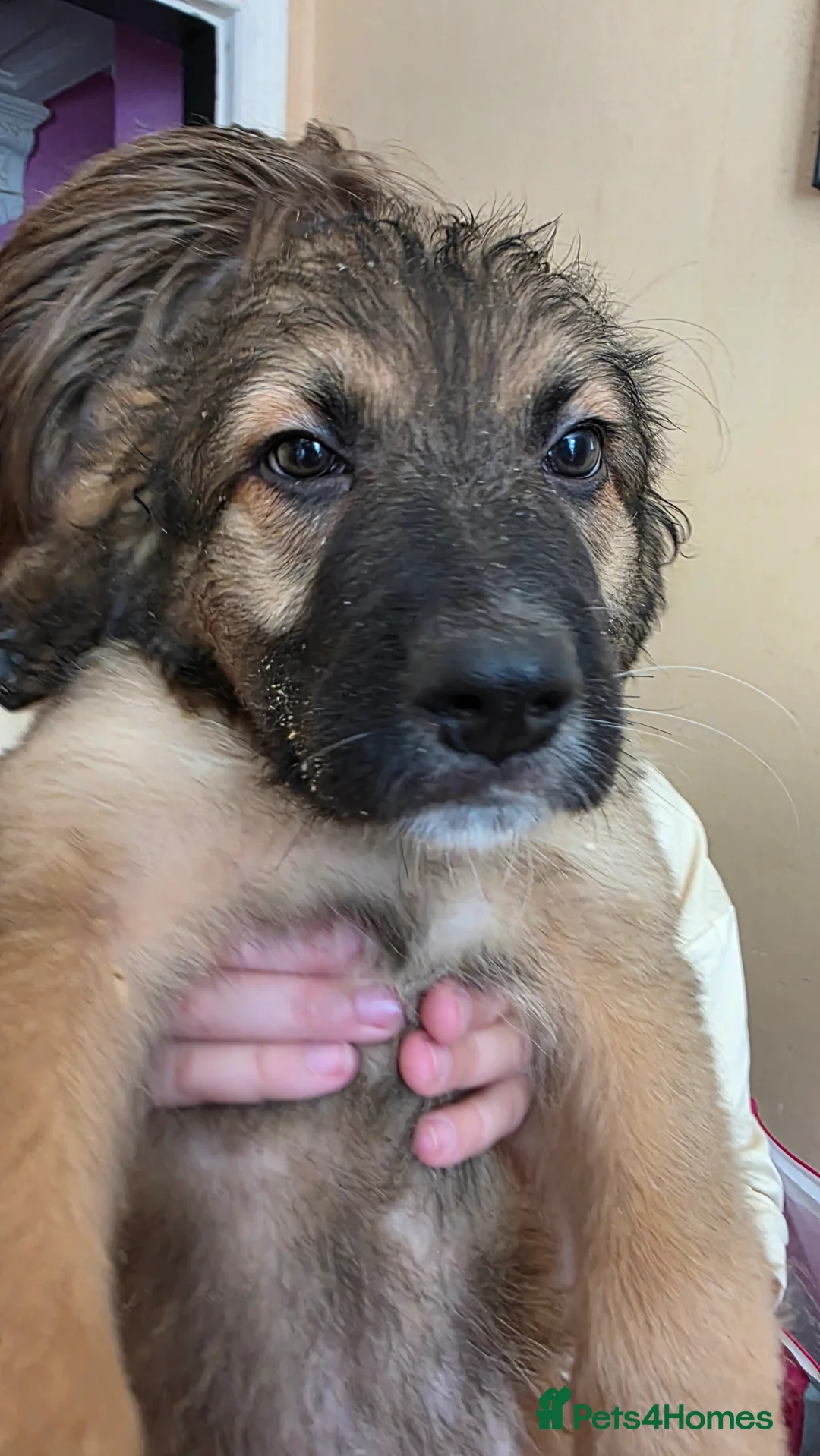 Mixed Breed dogs for sale: Adorable pups - AVAILABLE NOW - Advert 2