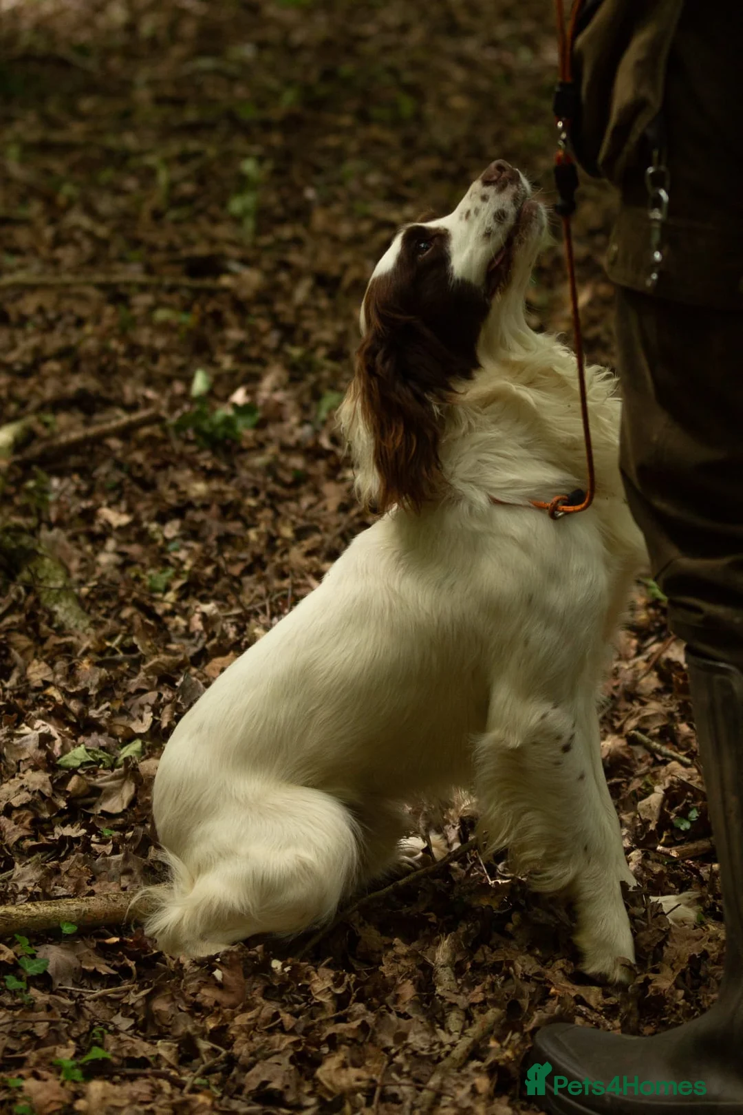 English Springer Spaniel dogs for stud: KC health tested. Hard hunting L&W ESS stud in Chesterfield - Advert 4