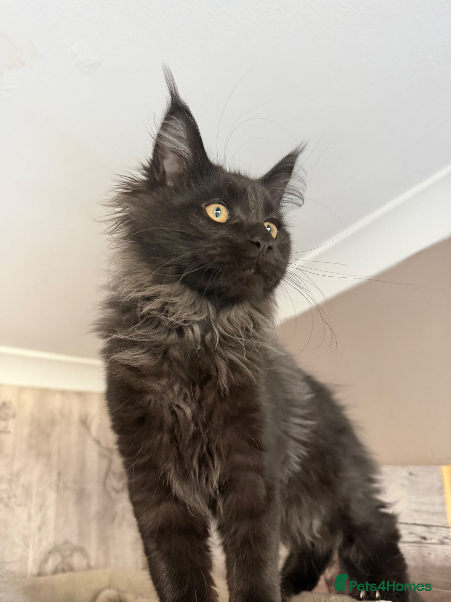 Maine Coon cats Tica registered black smoked male Maine coon - Advert 2