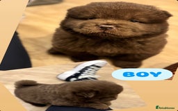 Chow Chow dogs for sale: Stunning CHOW CHOW rare colours 🌪️🍫 KC ✅ 🏆🩸  - Image 20