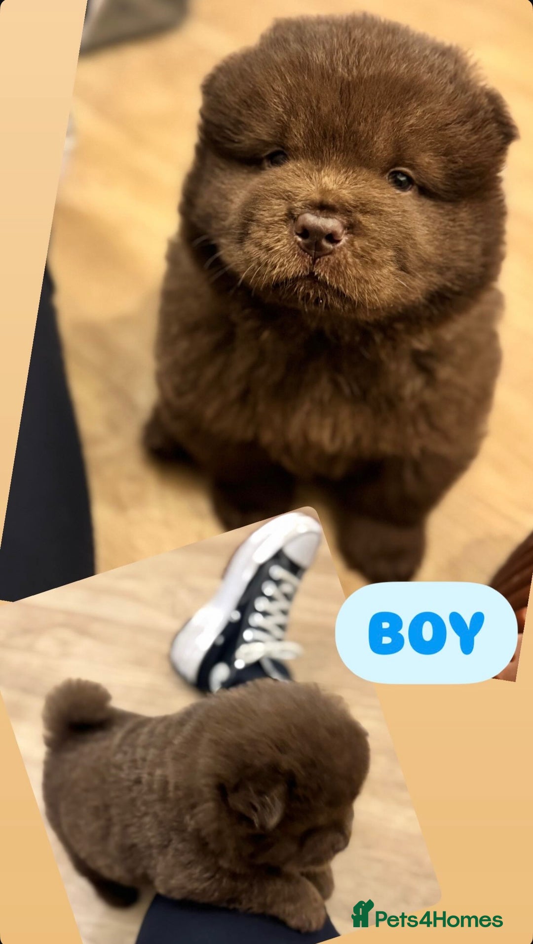 Chow Chow dogs for sale: Stunning CHOW CHOW rare colours 🌪️🍫 KC ✅ 🏆🩸  - Image 20