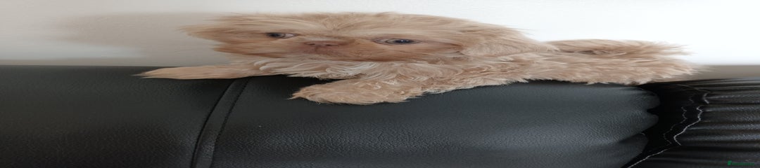Shih Tzu Puppy 1